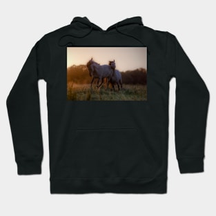 Stomping Ground Hoodie